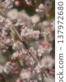 Blooming white plum 137972680