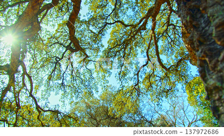 Sunlight shines through the branches of tree against blue sky. Big beautiful tree with a long branches. Beautiful wild nature. Low angle view to the tree trunk with textured bark. Sunlight shines through the branches of tree against blue sky. Big beautiful tree with a long branches. Beautiful wild nature. Low angle view to the tree trunk with textured bark. 137972686