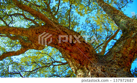 Big beautiful tree with a long branches against blue sky.  Beautiful wild nature. Low angle view to the tree trunk with the long branches and fresh new leaves,  textured bark. Beautiful Spring season 137972687