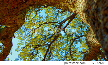 Big beautiful tree with a long branches against blue sky. Beautiful wild nature. Low angle view to the tree trunk with the long branches and fresh new leaves, textured bark. Beautiful Spring season Big beautiful tree with a long branches against blue sky. Beautiful wild nature. Low angle view to the tree trunk with the long branches and fresh new leaves, textured bark. Beautiful Spring season 137972688