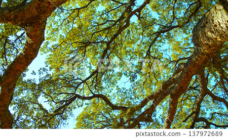 Big beautiful tree with a long branches against blue sky.  Beautiful wild nature. Low angle view to the tree trunk with the long branches and fresh new leaves,  textured bark. Beautiful Spring season 137972689