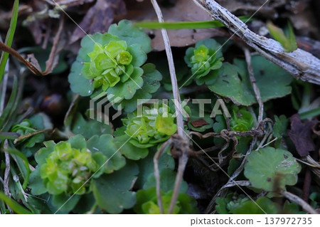 芨芨草 芨芨草 137972735