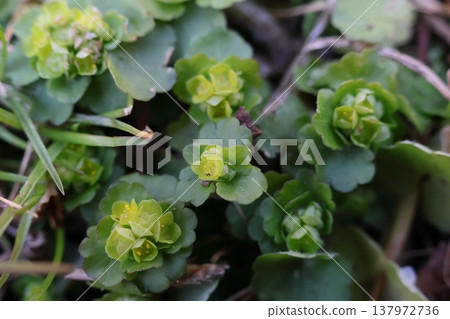 Chrysosplenium Chrysosplenium 137972736