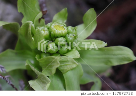 Fuquinot told spring Fuquinot told spring 137972738