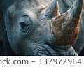 close up of a white rhino in the zoo 137972964