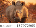 close up of a white rhino in the grass 137972965
