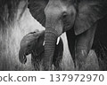 close up of an african elephant 137972970