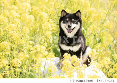 柴犬雪莉在油菜花田中微笑 137972984