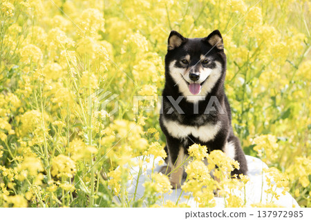 柴犬雪莉在油菜花田中微笑 柴犬雪莉在油菜花田中微笑 137972985