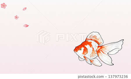 一幅日式插畫，以柔和的漸變背景為特色，櫻花飄動，金魚優雅地遊動（留有空白）。 137973236