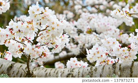 Beautiful cherry blossom petals from the cherry trees lining the Minasegawa Greenway. Beautiful cherry blossom petals from the cherry trees lining the Minasegawa Greenway. 137973271