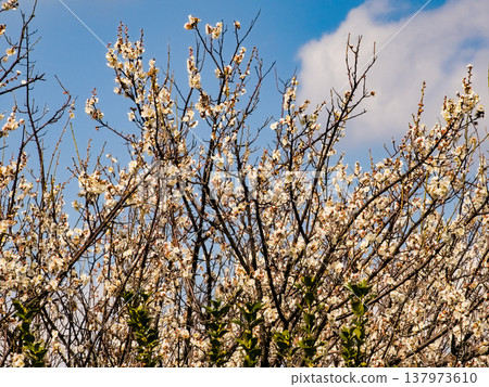 white plum blossom white plum blossom 137973610
