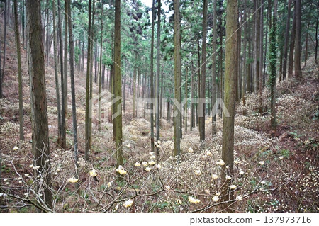Mitsumata (Edgeworthia chrysantha) on Yakimori Mountain, Tochigi Prefecture 137973716