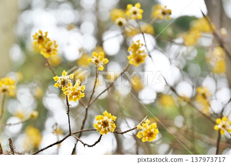 栃木縣燒森山上的三儔(Edgeworthia chrysantha) 栃木縣燒森山上的三儔(Edgeworthia chrysantha) 137973717