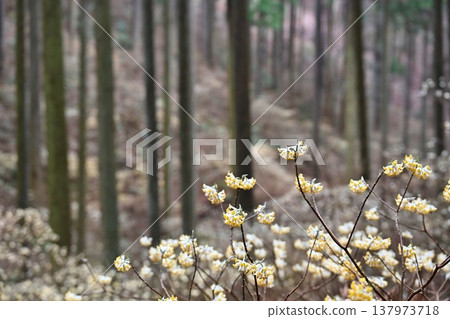 栃木縣燒森山上的三儔(Edgeworthia chrysantha) 栃木縣燒森山上的三儔(Edgeworthia chrysantha) 137973718