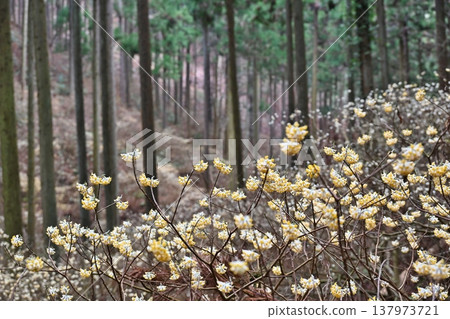 栃木縣燒森山上的三儔(Edgeworthia chrysantha) 栃木縣燒森山上的三儔(Edgeworthia chrysantha) 137973721