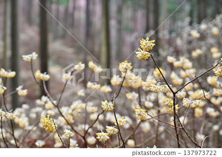 栃木縣燒森山上的三儔（Edgeworthia chrysantha） 137973722