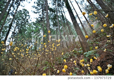 栃木縣燒森山上的三儔（Edgeworthia chrysantha） 137973729