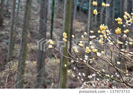栃木縣燒森山上的三儔(Edgeworthia chrysantha) 栃木縣燒森山上的三儔(Edgeworthia chrysantha) 137973733