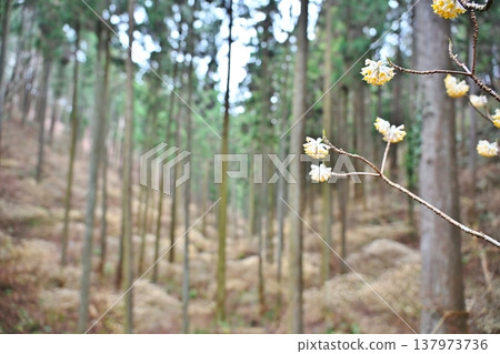 栃木縣燒森山上的三儔(Edgeworthia chrysantha) 栃木縣燒森山上的三儔(Edgeworthia chrysantha) 137973736