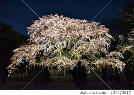 東京六義園夜晚的垂枝櫻花 東京六義園夜晚的垂枝櫻花 137973917
