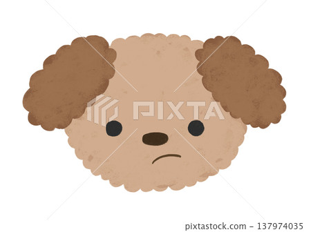 Cute Toy Poodle with a displeased expression (illustration) 137974035