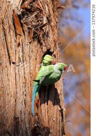 Rose-ringed Parakeet 137974216
