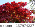 The maple trees in the garden are a brilliant red. 137974227