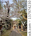 Ikari Shrine during cherry blossom season 137974230