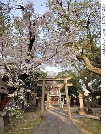 Ikari Shrine during cherry blossom season Ikari Shrine during cherry blossom season 137974230
