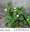Dokudami flowers blooming on the roadside 137974231