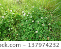 White clover is growing in dense clusters. 137974232
