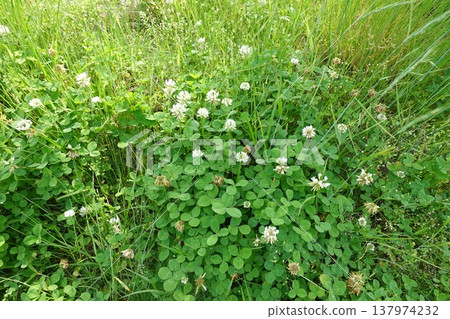 White clover is growing in dense clusters. White clover is growing in dense clusters. 137974232