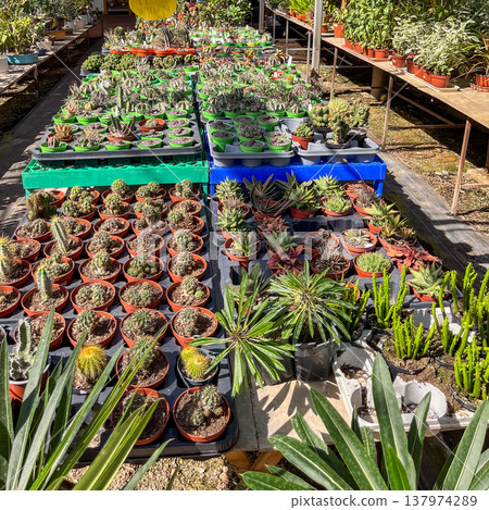 Various decorative cacti for sale in greenhouse. High quality photo 137974289
