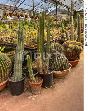 Various decorative cacti for sale in greenhouse. High quality photo Various decorative cacti for sale in greenhouse. High quality photo 137974295