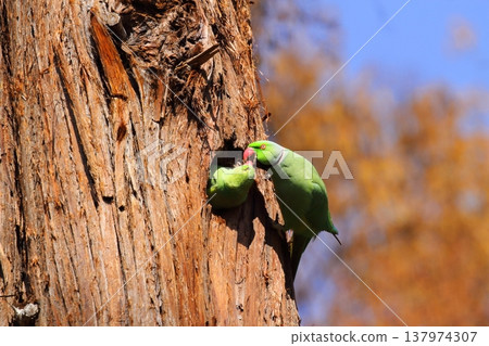 Rose-ringed Parakeet Rose-ringed Parakeet 137974307