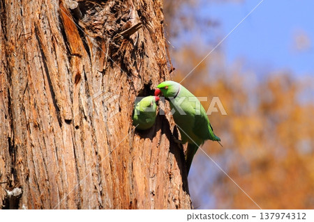Rose-ringed Parakeet Rose-ringed Parakeet 137974312