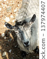 Portrait of a grey and white goat looking up 137974407