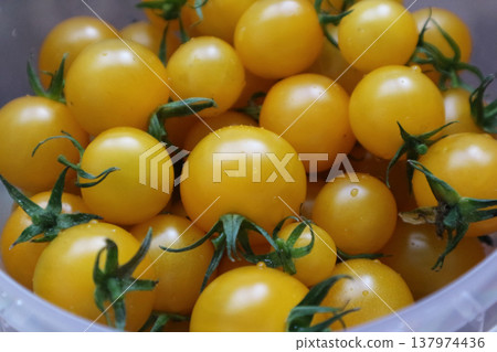 Fresh Yellow Cherry Tomatoes in Plastic Container 137974436