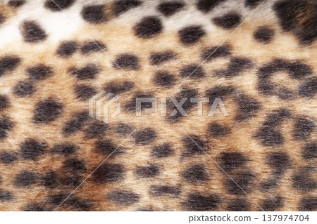 Leopard fur texture background close up 137974704