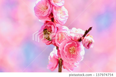 Honeybees sipping nectar from red plum blossoms in early spring. 137974754