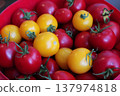 Fresh Red and Yellow Tomatoes in Red Plastic Bin Close-Up 137974818