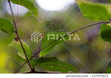 一隻小蜘蛛在葉子上行走的特寫鏡頭：纖細的腿和大自然的世界。 137974852
