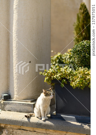 Cat Sitting by Planter on Sunny Front Step Cat Sitting by Planter on Sunny Front Step 137975051