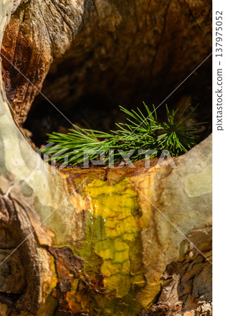 Hollow Tree Trunk With Pine Needles and Dripping Resin Hollow Tree Trunk With Pine Needles and Dripping Resin 137975052