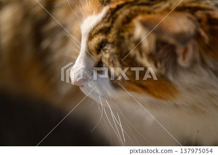 Sunlit Tabby and White Cat Profile Close-Up Sunlit Tabby and White Cat Profile Close-Up 137975054