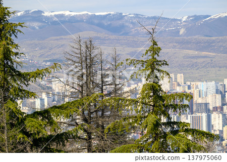 City skyline framed by evergreens with snow-capped mountains City skyline framed by evergreens with snow-capped mountains 137975060