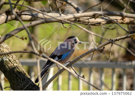 Eurasian jay perched on branch in spring woodland Eurasian jay perched on branch in spring woodland 137975062