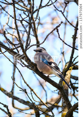 Eurasian jay perched on bare branch against blue sky Eurasian jay perched on bare branch against blue sky 137975064