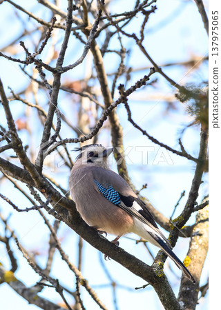 Eurasian jay perched on bare tree branch in woodland Eurasian jay perched on bare tree branch in woodland 137975065